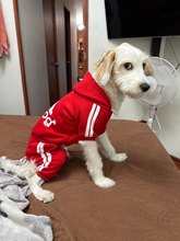 Load image into Gallery viewer, Adidog Pet Tracksuit | Sporty Dog Hoodie