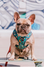 Load image into Gallery viewer, Blue Dogs in Outer Space Harness