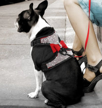 Load image into Gallery viewer, SparkleSafe Pooch Vest
