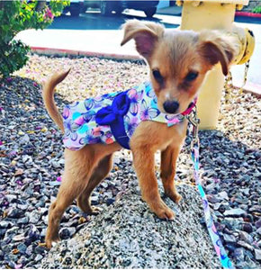 Purple Butterfly Dog Dress with Matching Leash