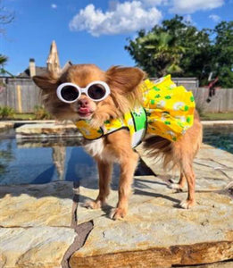 Ladybugs and Daisies Dog Dress and Matching Leash