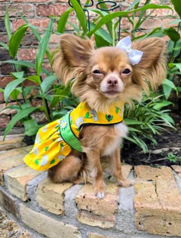 Ladybugs and Daisies Dog Dress and Matching Leash