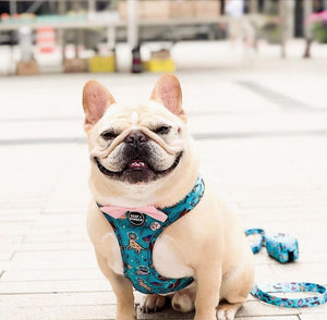 Blue Dogs in Outer Space Harness