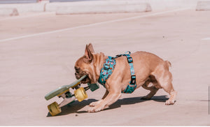 Blue Dogs in Outer Space Harness