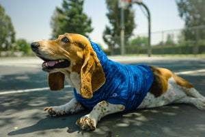 Champion x Fresh Pawz - Logo Repeat Hoodie | Canine Couture