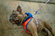 Load image into Gallery viewer, Champion x Fresh Pawz | Hoodie-Inspired Dog Harness
