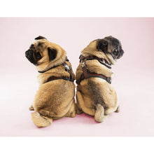 Load image into Gallery viewer, Mesh Comfort | G-Pattern Adjustable Pet Harness&quot;
